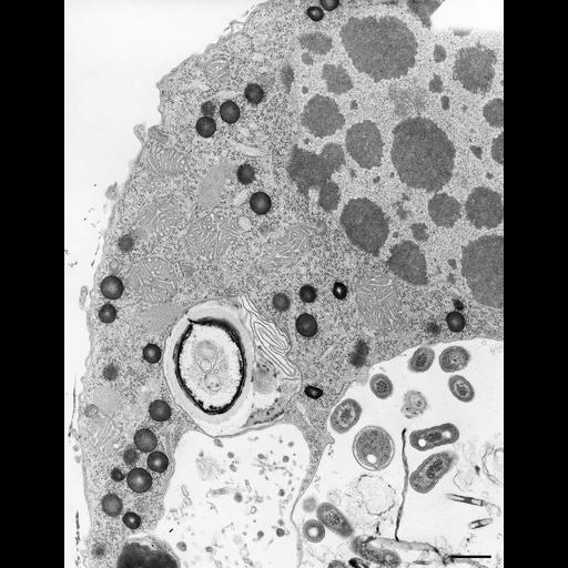 eukaryotic cell