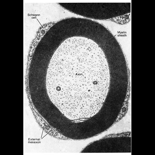 peripheral neuron