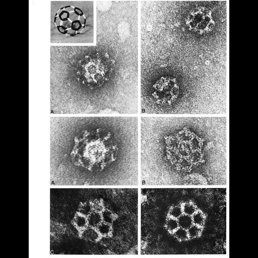 clathrin vesicle coat