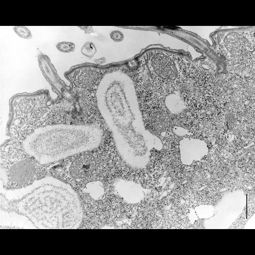 eukaryotic cell