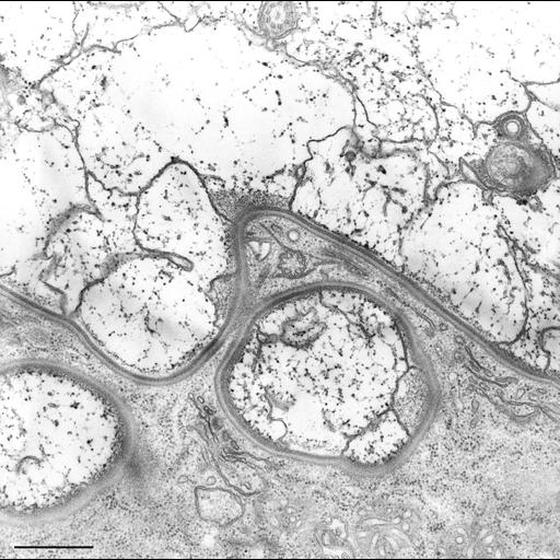 eukaryotic cell