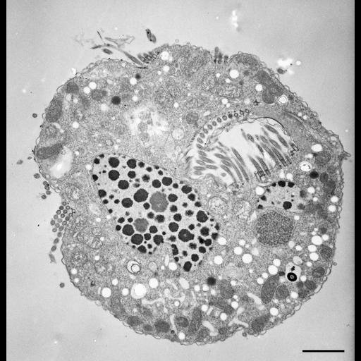 eukaryotic cell