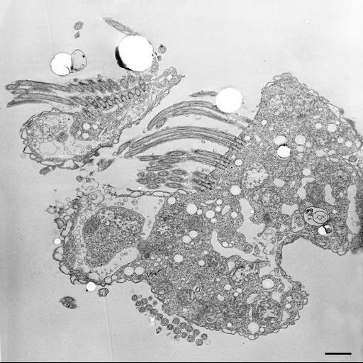 eukaryotic cell