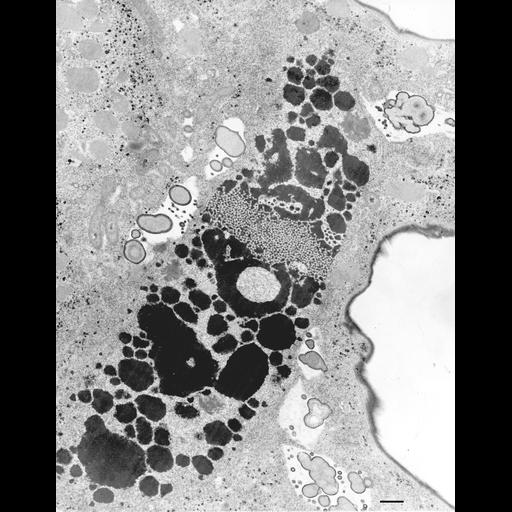 eukaryotic cell