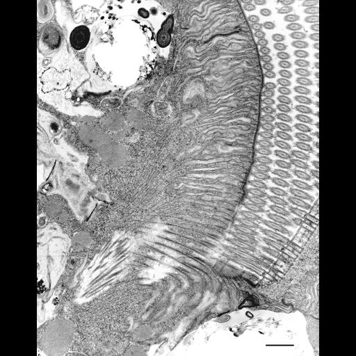 eukaryotic cell