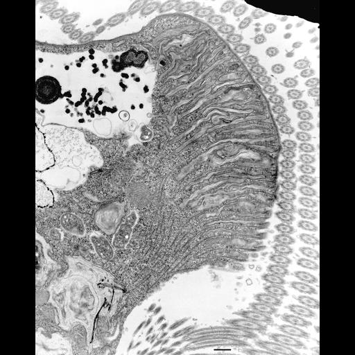 eukaryotic cell