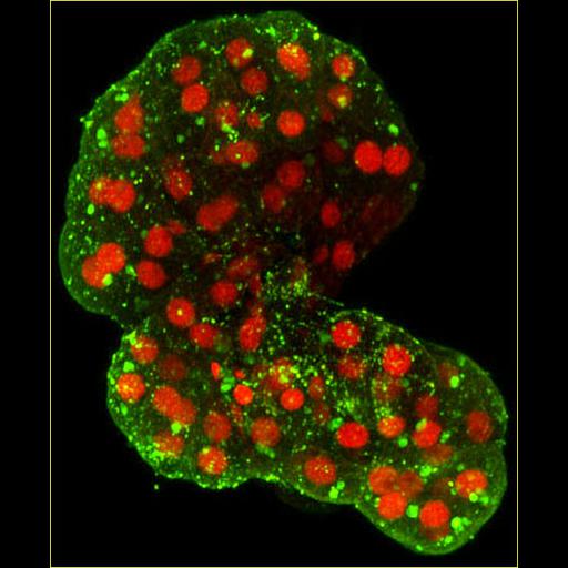 fat cell