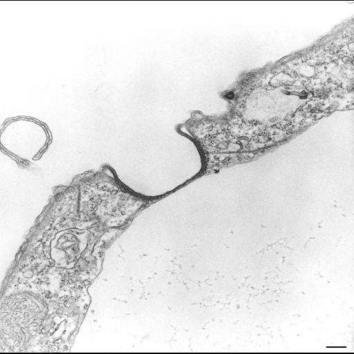 eukaryotic cell