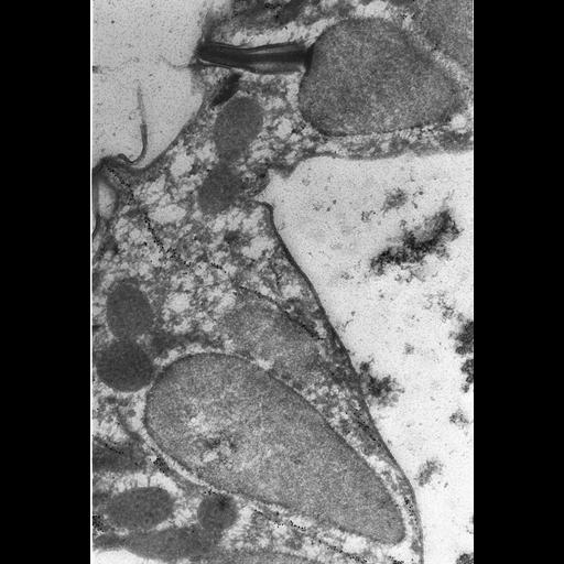 eukaryotic cell