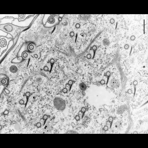 eukaryotic cell