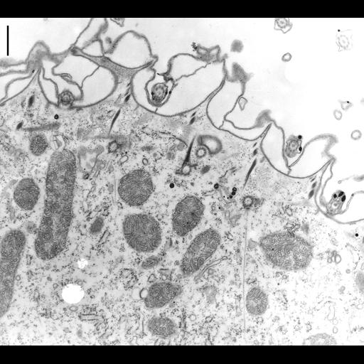 eukaryotic cell