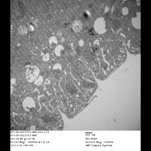 garland cell