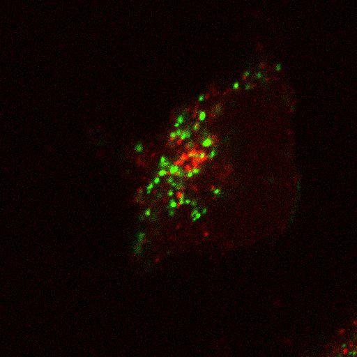 early endosome