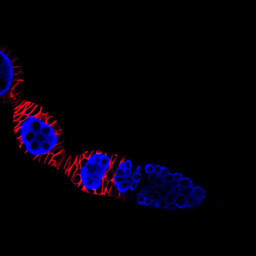 follicle cell