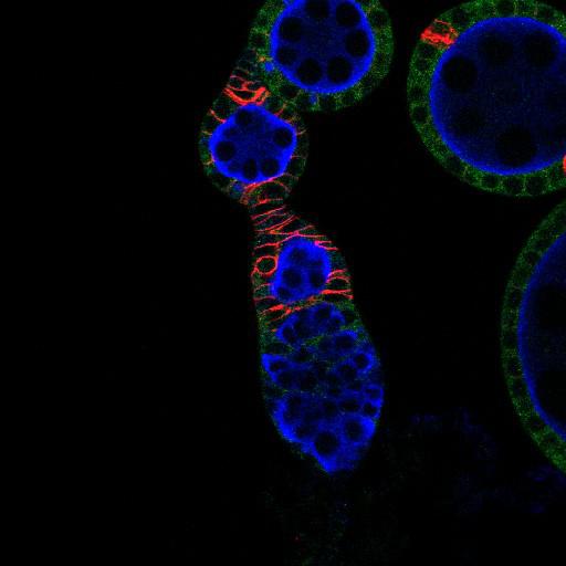 follicle cell