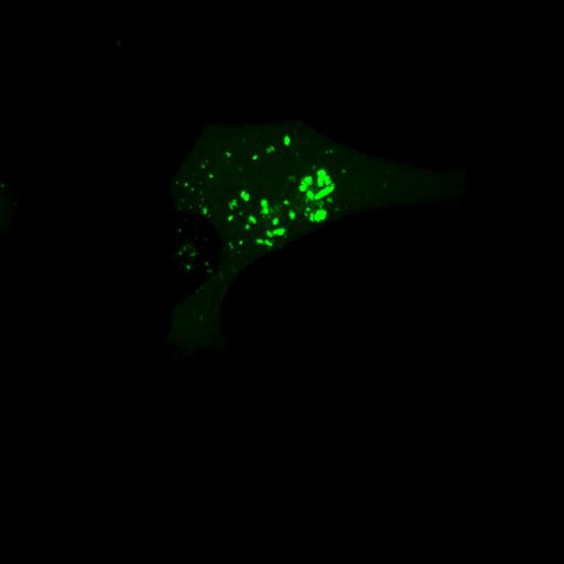 permanent cell line cell