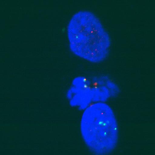 nuclear chromosome