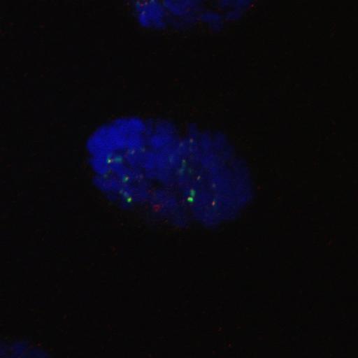 nuclear chromosome