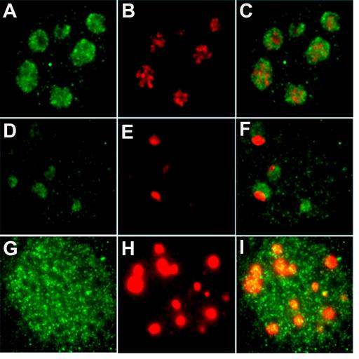 fibroblast