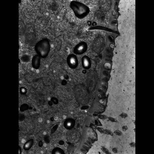 eukaryotic cell