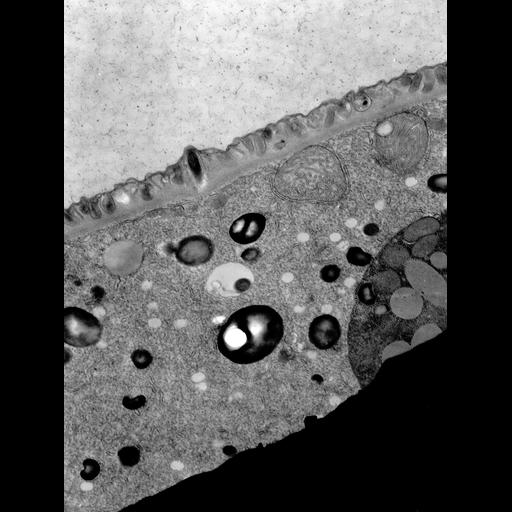 eukaryotic cell