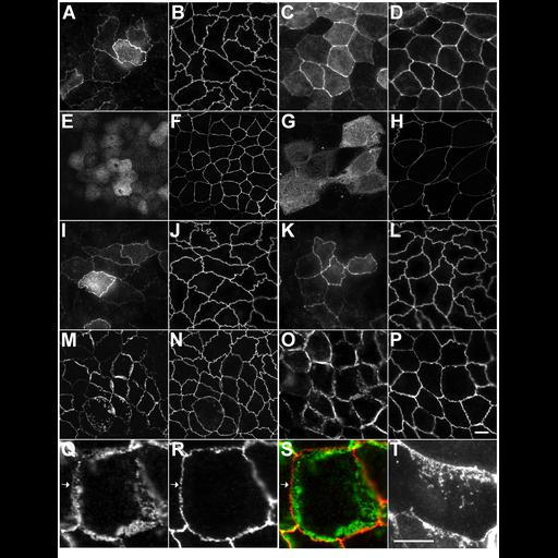 epithelial cell