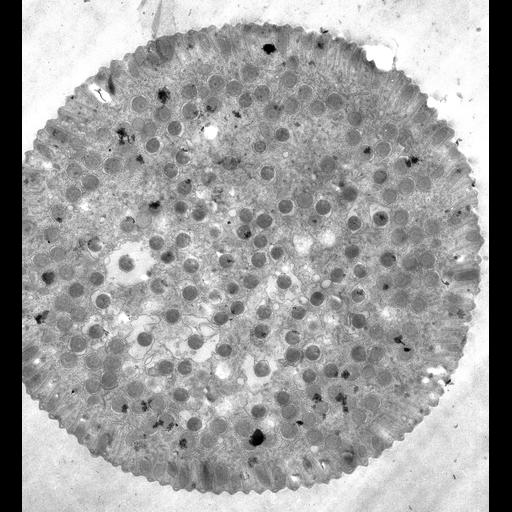 eukaryotic cell