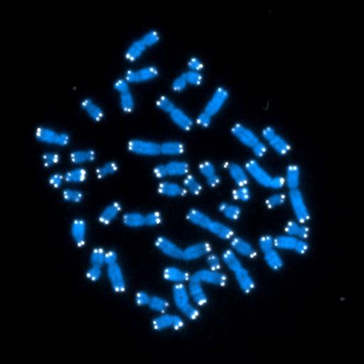 nuclear chromosome