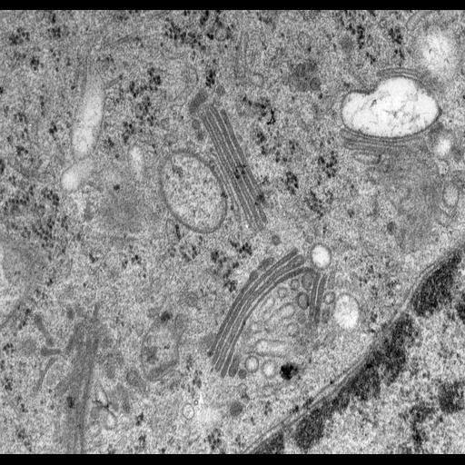 epithelial cell