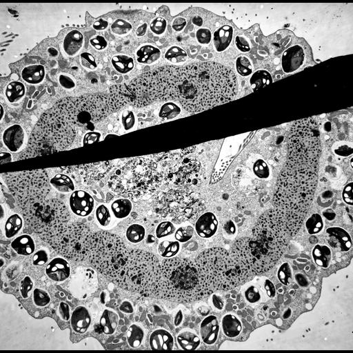 eukaryotic cell