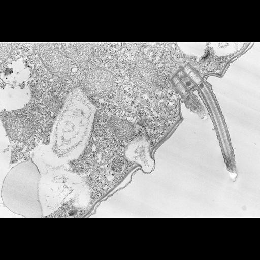 eukaryotic cell