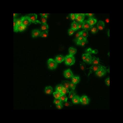 epithelial cell