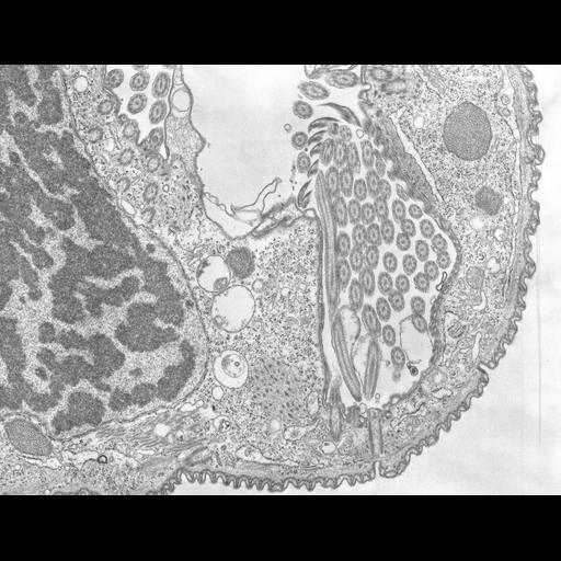 eukaryotic cell