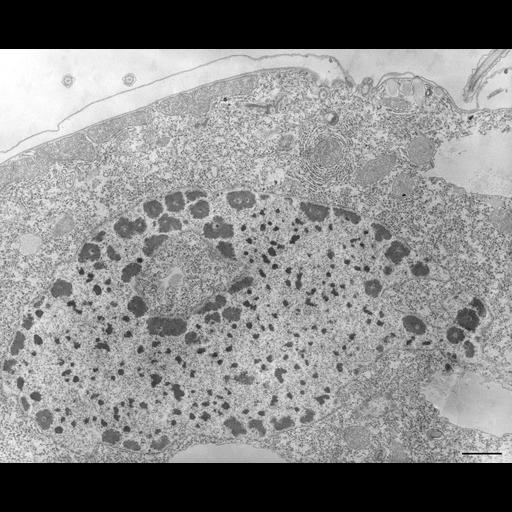 eukaryotic cell