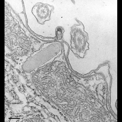 eukaryotic cell