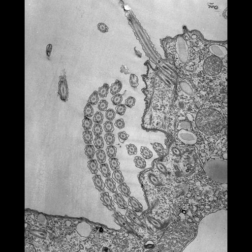 eukaryotic cell