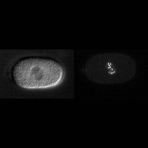 early embryonic cell