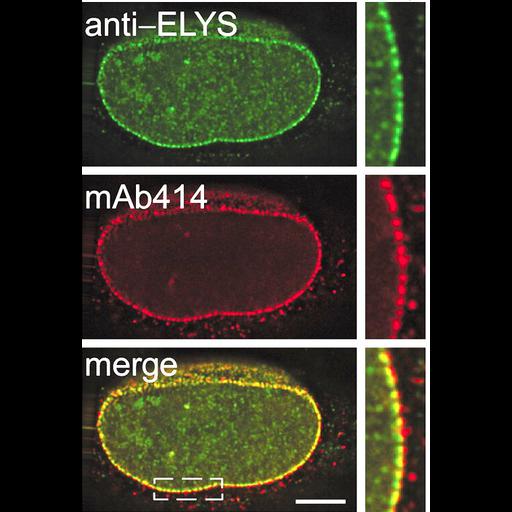 epithelial cell