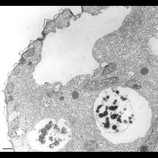 eukaryotic cell