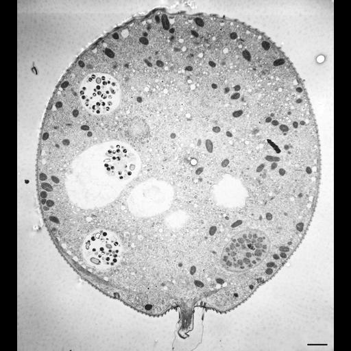 eukaryotic cell