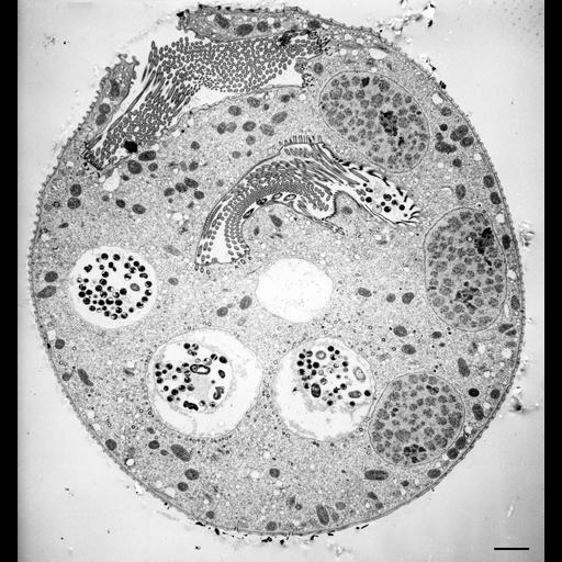 eukaryotic cell