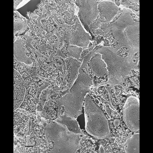 eukaryotic cell