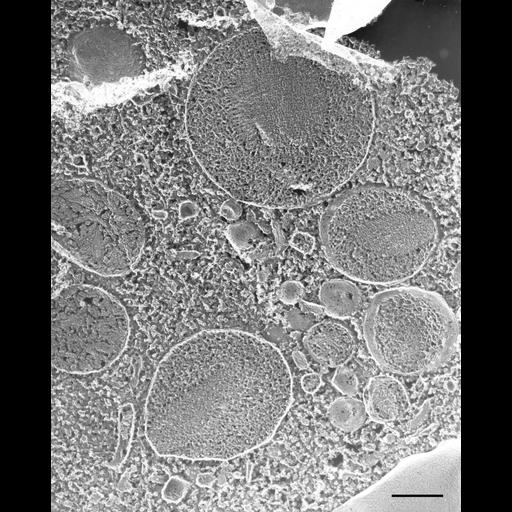 eukaryotic cell