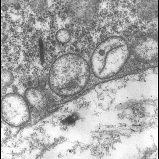 eukaryotic cell