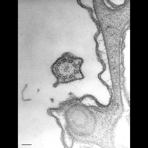 eukaryotic cell