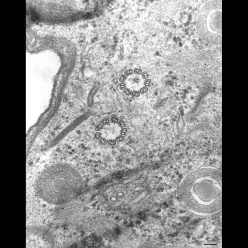 eukaryotic cell