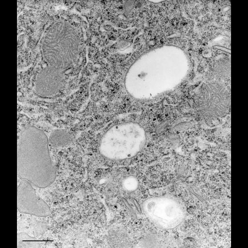 eukaryotic cell