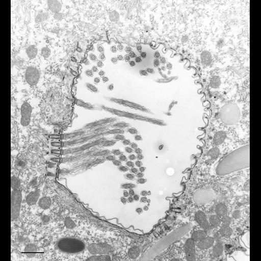 eukaryotic cell