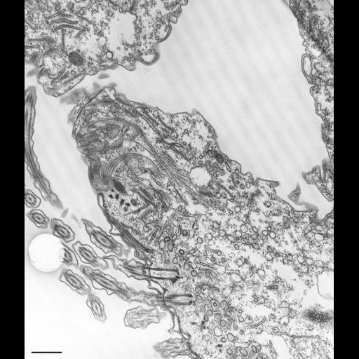 eukaryotic cell