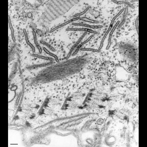 eukaryotic cell